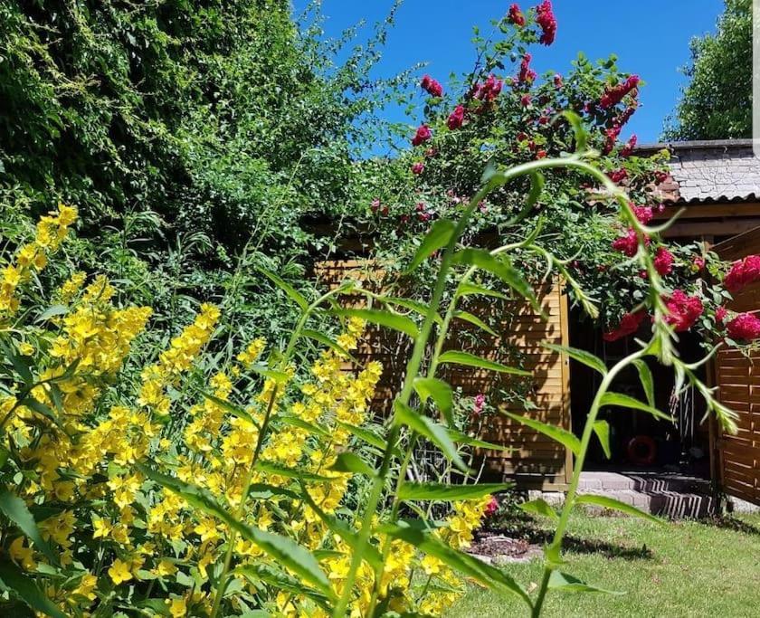 City Appartement Mit Garten, Zentral Und Trotzdem Ruhig Cottbus Exteriér fotografie
